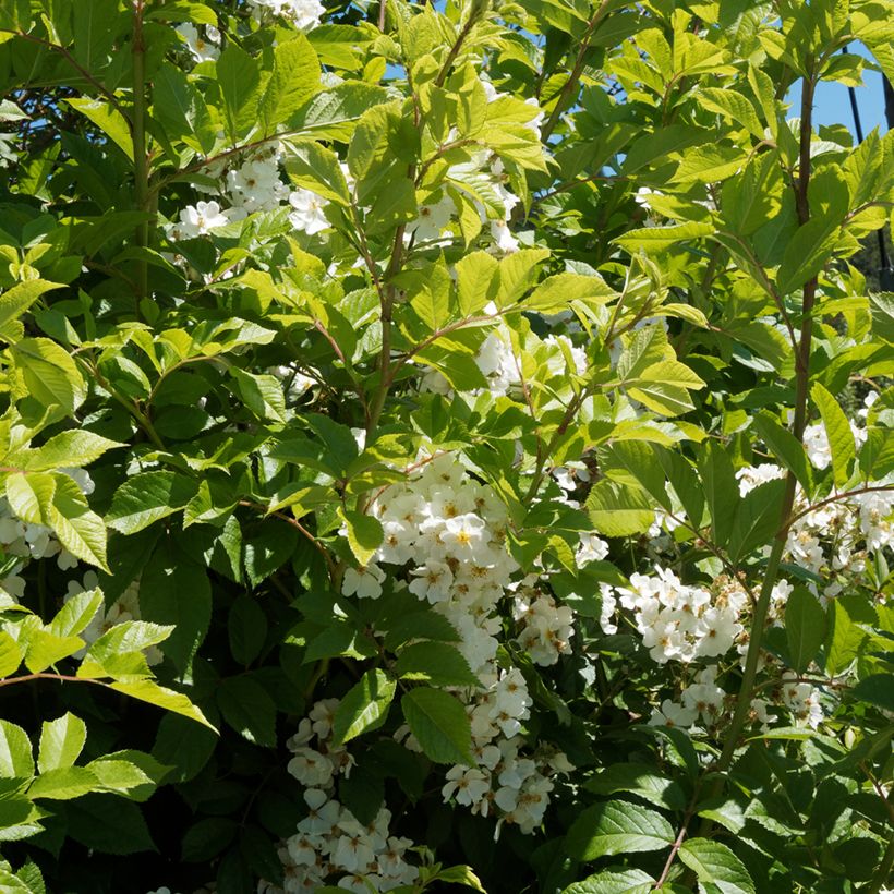 Rosier liane filipes Kiftsgate (Feuillage)