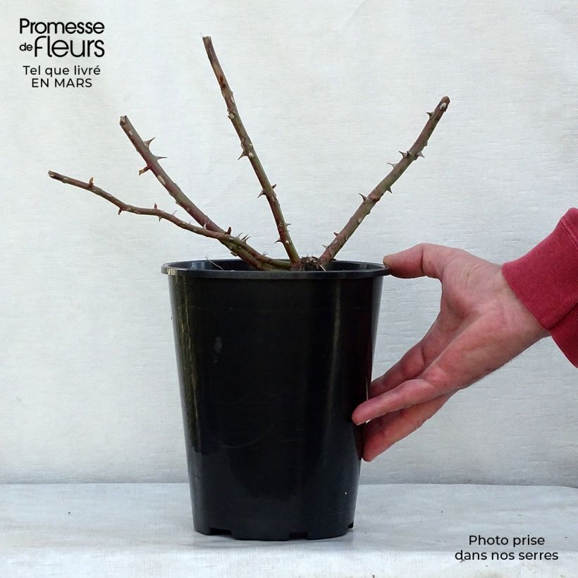Spécimen de Rosier liane filipes Kiftsgate Pot de 4L/5L tel que livré au printemps