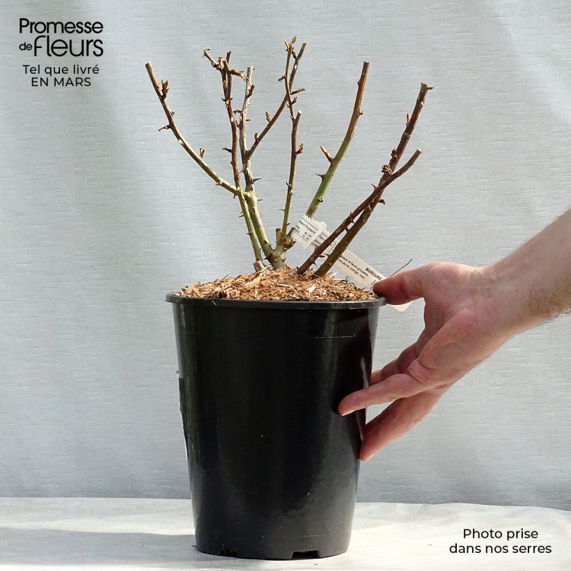 Example of Rosier nain Bordure Camaïeu Pot de 3L/4L as you get in printemps