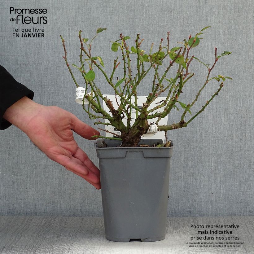 Example of Rosier nain Bordure Rose Pot de 2L/3L as you get in hiver