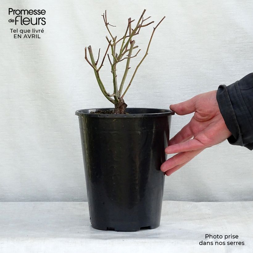 Example of Rosier nain Fête des Mères Pot de 3L/4L as you get in printemps