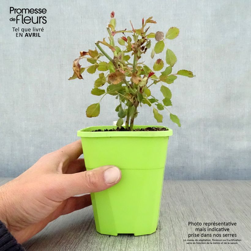 Example of Rosier nain Lilliputs Anne Roumanoff Pot de 1,5L/2L as you get in printemps