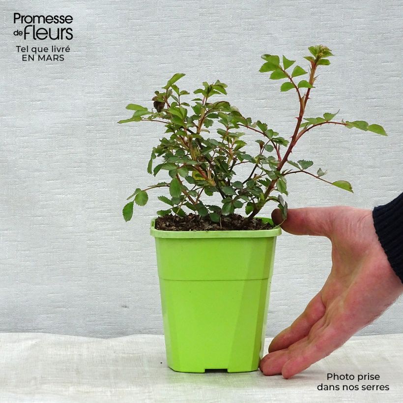 Spécimen de Rosier nain Lilliputs  Flirt 2011 Pot de 1,5L/2L tel que livré en hiver