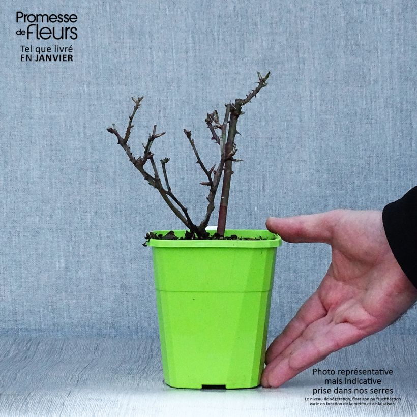 Example of Rosier nain Little Sunset Pot de 1,5L/2L as you get in hiver