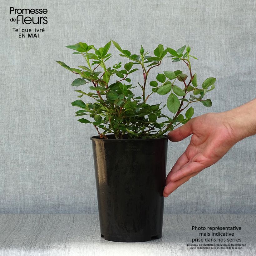 Example of Rosier nain Little Sunset Pot de 3L/4L, 25/30 as you get in printemps