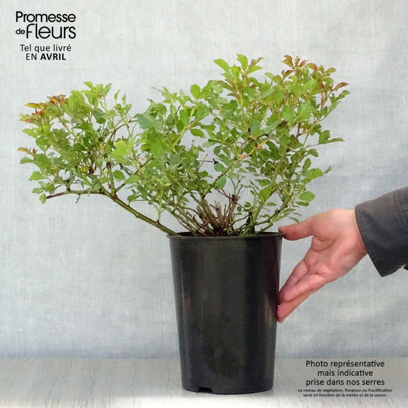 Spécimen de Rosier nain Queen Babylon Eyes Pot de 4L/5L tel que livré au printemps