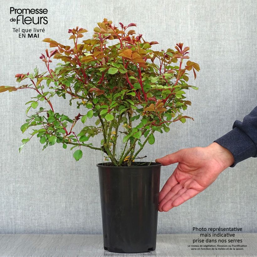 Example of Rosier nain Schneeküsschen  Pot de 2L/3L as you get in printemps
