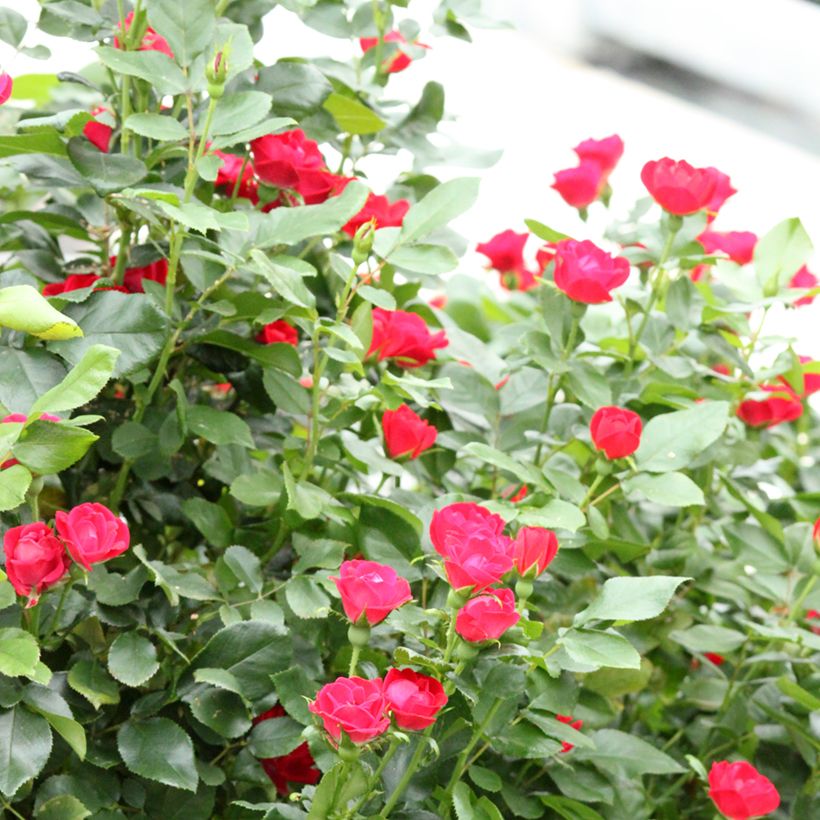 Rosier nain Zepeti  (Port)