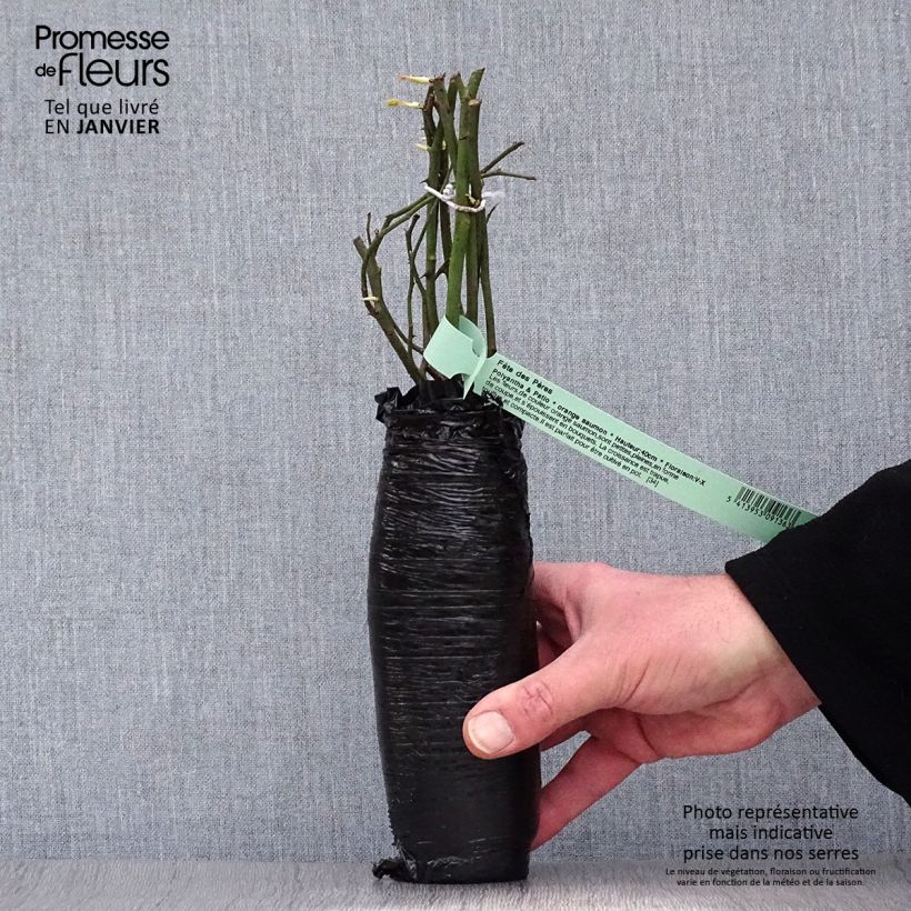 Spécimen de Rosier nain ou miniature Fête des Pères  Racines nues en motte tel que livré en hiver