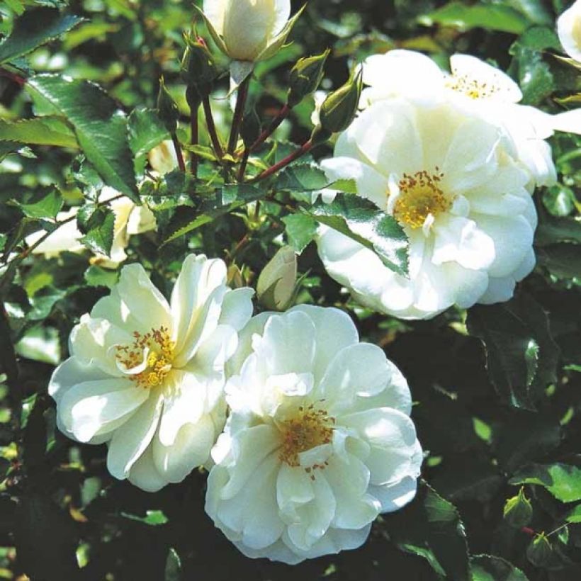 Rosier Décorosiers OPALIA (Floraison)