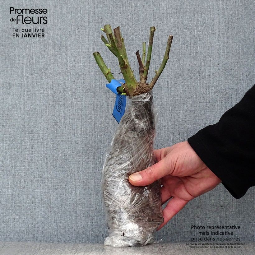 Example of Rosier paysager Rosanatura Alba Racines nues en motte as you get in hiver