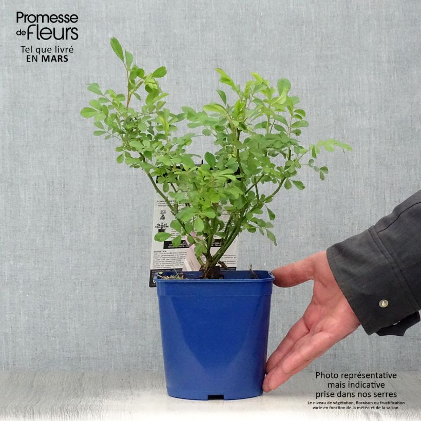 Example of Rosier paysager Rosanatura Alba Pot de 2L/3L as you get in printemps