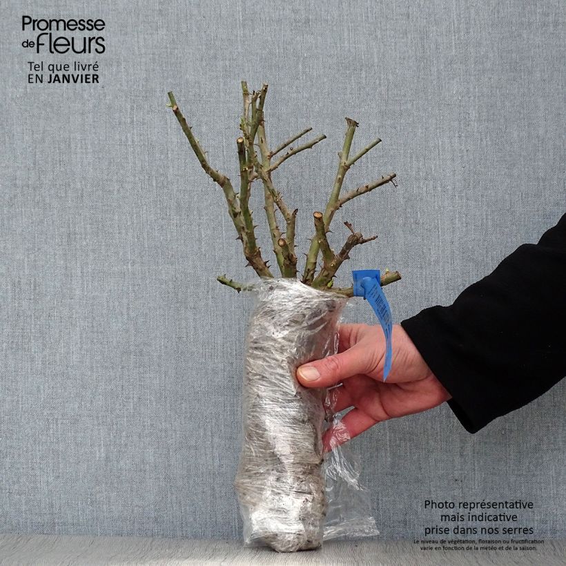 Spécimen de Rosier paysager Rosanatura Rosea Racines nues en motte tel que livré en hiver