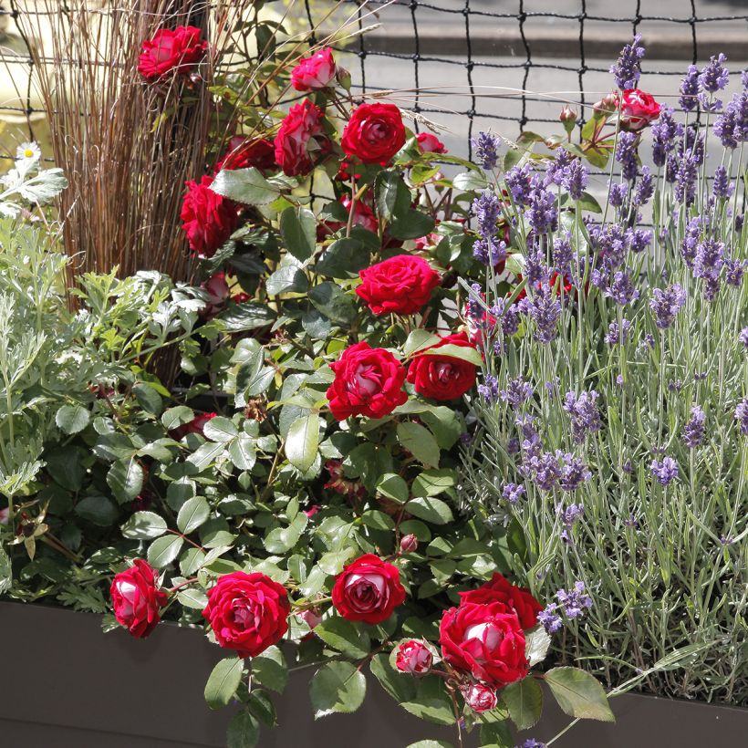 Rosier paysager Street Colors Belle de Grasse  (Plant habit)