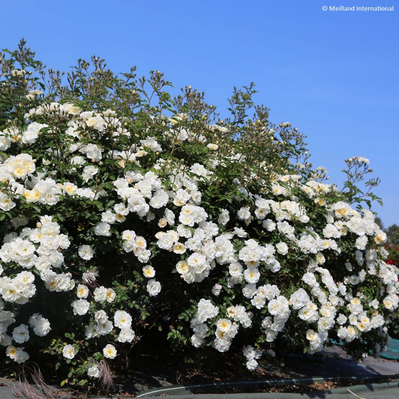 Rosier paysager Street Colors La Grande Motte Meimeigea (Port)