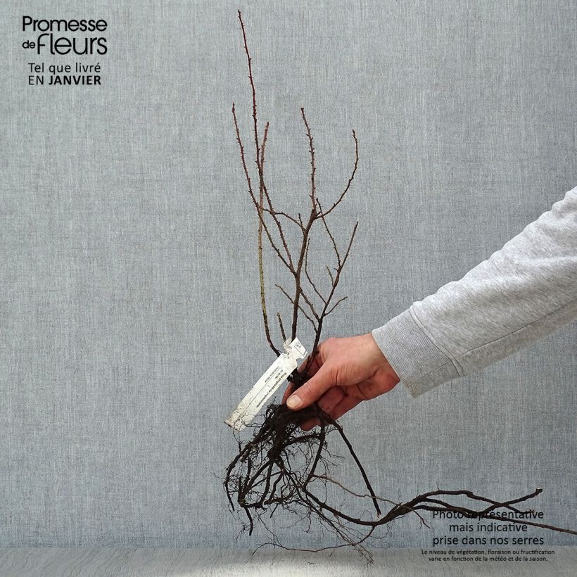 Example of Rosier pimprenelle - Rosa pimpinellifolia Racines nues, Qualité 2 branches as you get in hiver