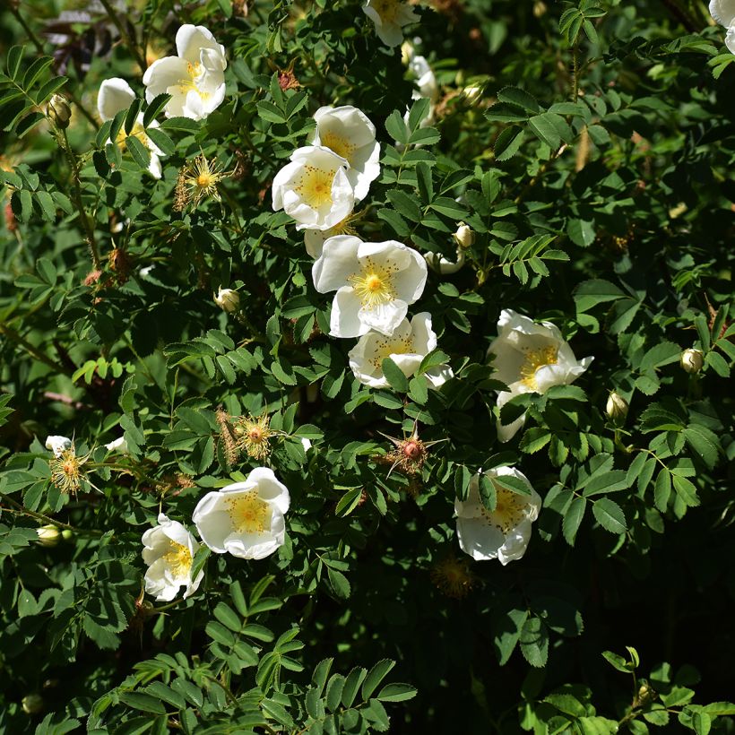 Rosier rugosa Alba (Plant habit)