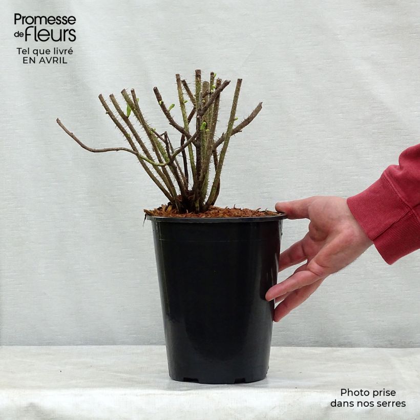 Example of Rosier rugosa Alba Pot de 3L/4L, Qualité 2 branches as you get in printemps