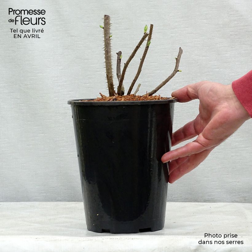 Example of Rosier rugosa Blanc double de Coubert Pot de 4L/5L, Qualité 2 branches as you get in printemps