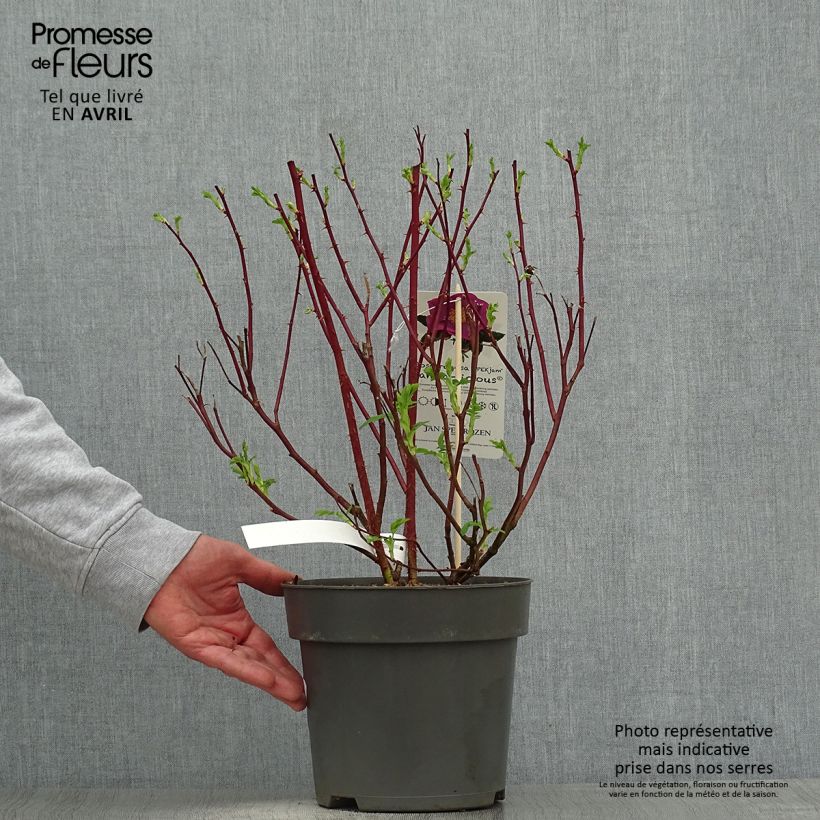 Spécimen de Rosier rugosa Jam-a-licious Pot de 4L/5L tel que livré au printemps