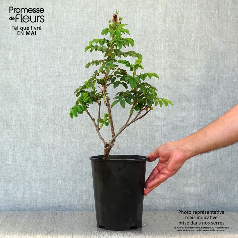 Spécimen de Rosier rugosa Roseraie de l'Haÿ Pot de 3L/4L, Qualité 2 branches tel que livré au printemps