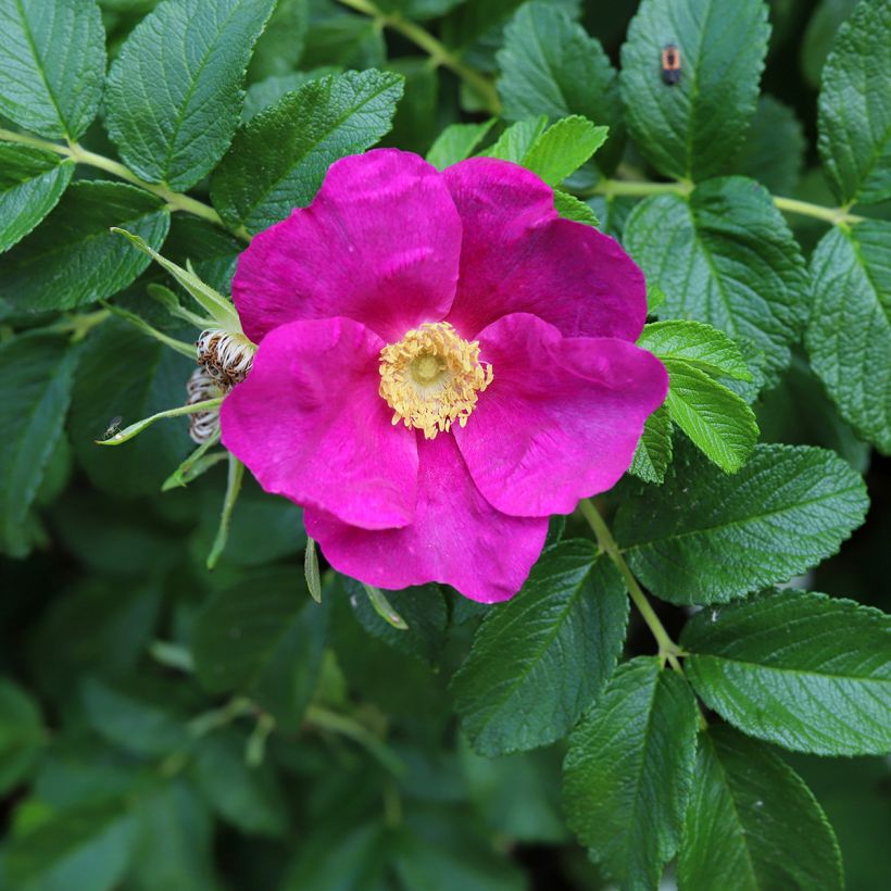 Rosier rugosa Rubra (Floraison)
