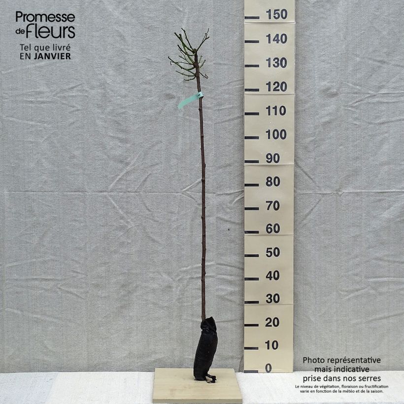 Spécimen de Rosier tige Ballerina  Racines nues en motte, Tige, Tige de 90/120 tel que livré en hiver