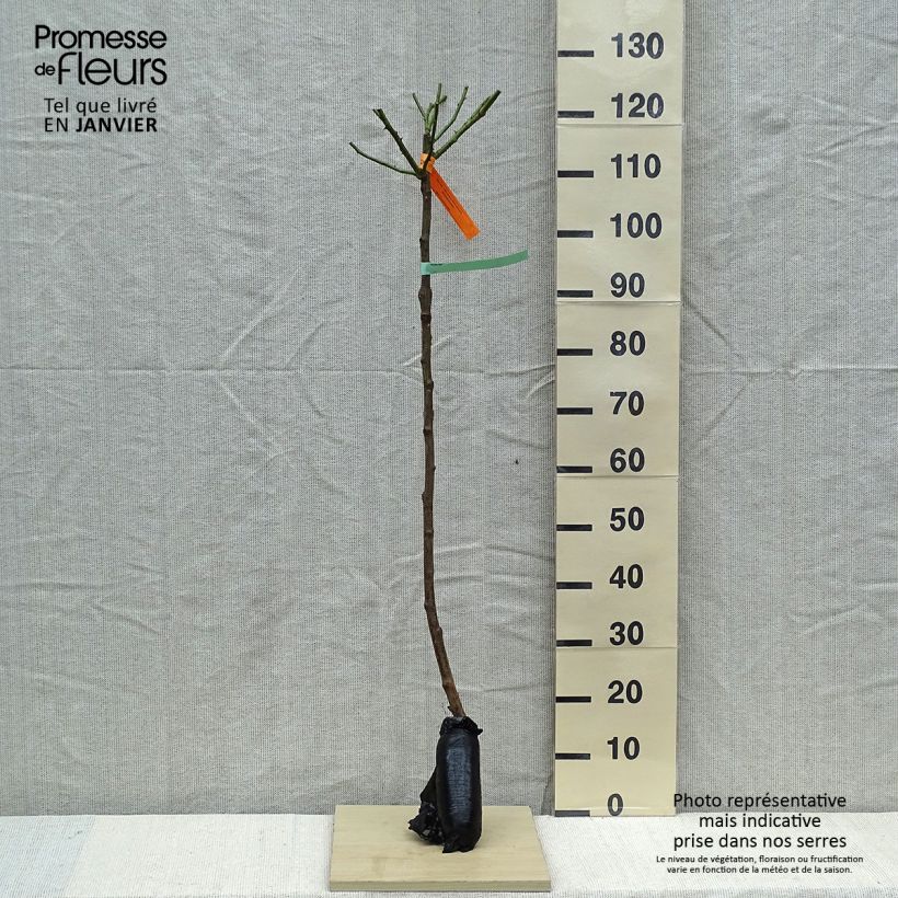 Spécimen de Rosier tige Bonica Racines nues en motte, Tige, Tige de 90/120 tel que livré en hiver