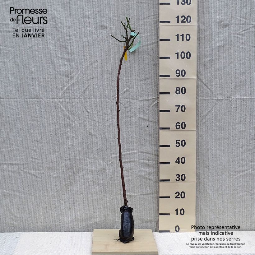 Spécimen de Rosier tige Friesia Racines nues en motte, Tige, Tige de 90/120 tel que livré en hiver