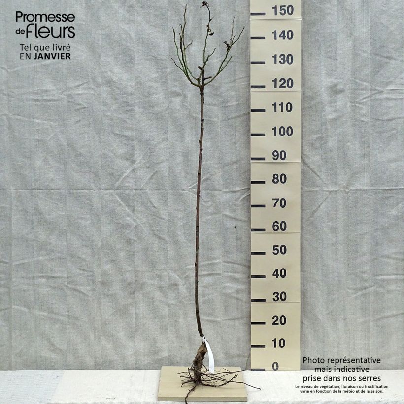 Example of Rosier tige Gérard Depardieu Racines nues, Tige, Tige de 90/120 as you get in hiver
