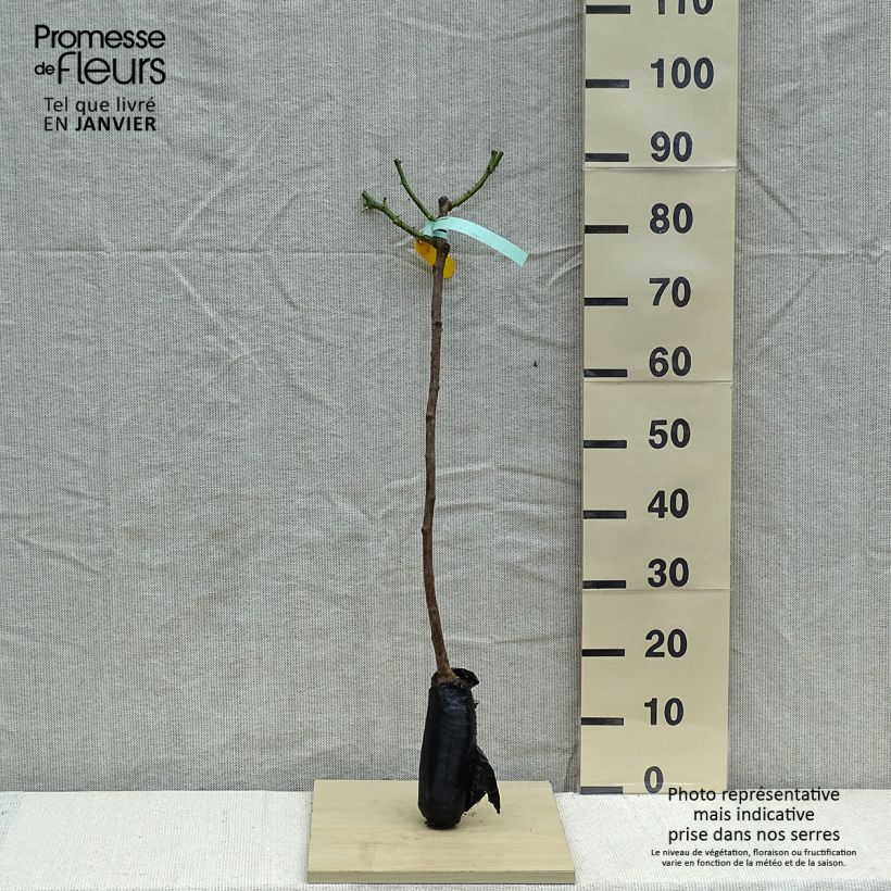 Spécimen de Rosier tige Hansestadt Rostock Racines nues, Tige, Tige de 60/70 tel que livré en hiver