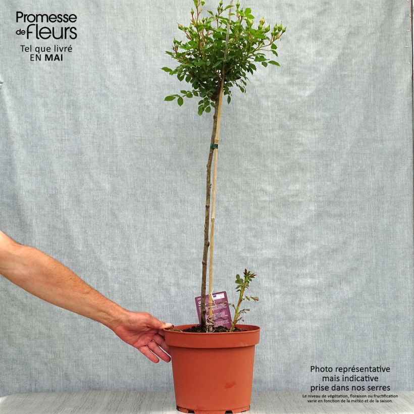 Example of Rosier Tige Honeymilk  Pot de 7,5L/10L, Tige, Tige de 50/60 as you get in printemps