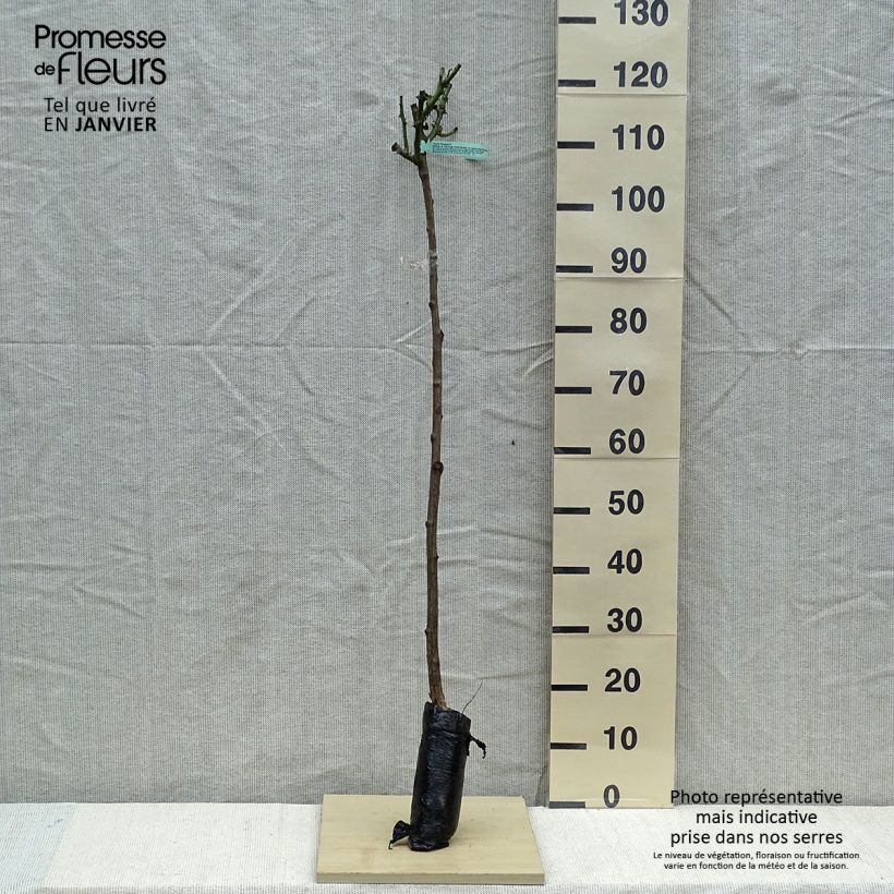 Spécimen de Rosier tige Ingrid Bergman Racines nues en motte, Tige, Tige de 90/120 tel que livré en hiver