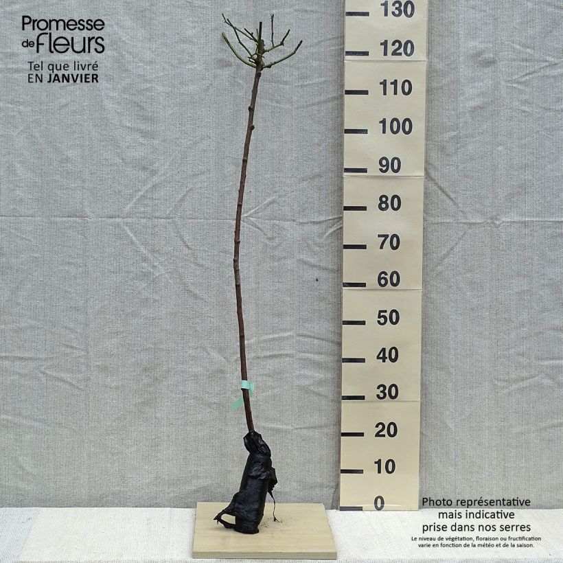 Spécimen de Rosier tige Lavender Dream Racines nues en motte, Tige, Tige de 90/120 tel que livré en hiver