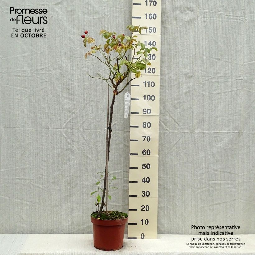 Spécimen de Rosier tige Leonardo da Vinci Pot de 7,5L/10L, Tige, Tige de 90/120 tel que livré en automne