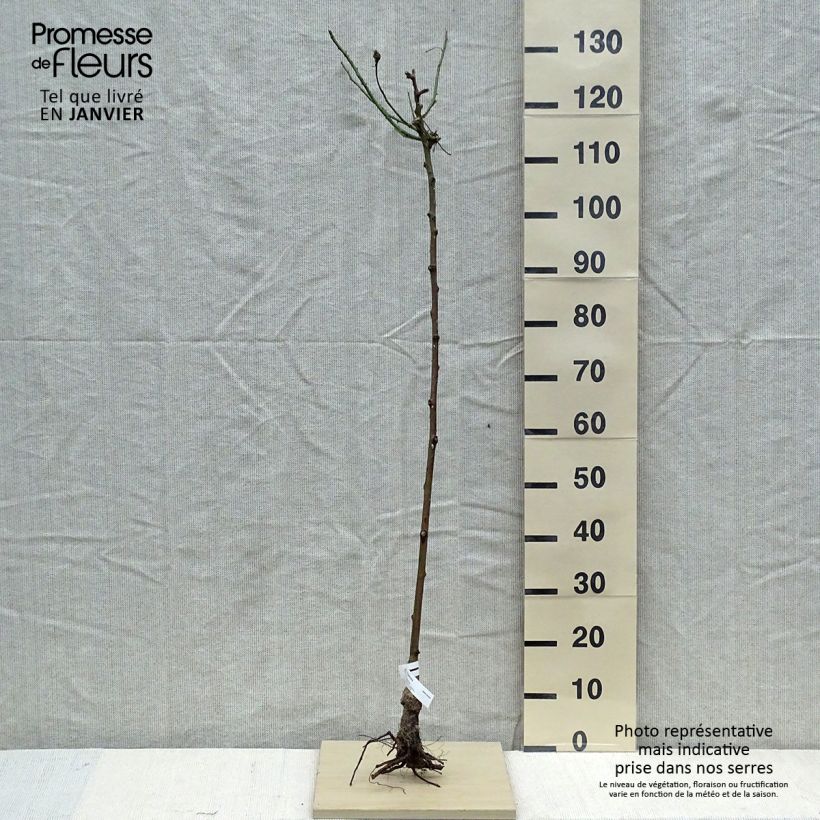 Spécimen de Rosier tige Parfum Royal Racines nues, Tige, Tige de 90/120 tel que livré en hiver