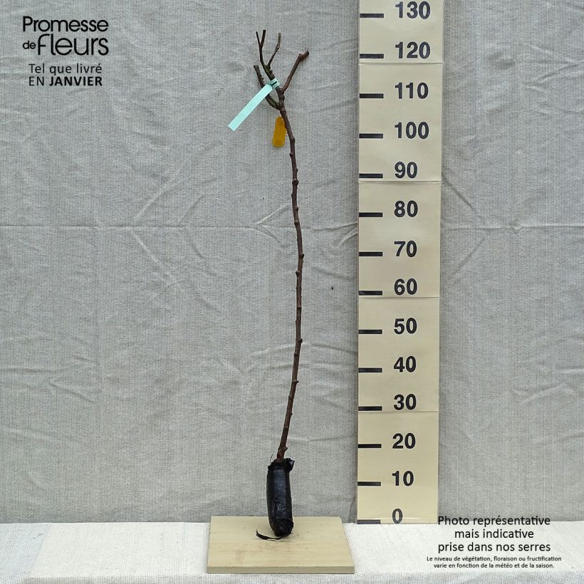 Spécimen de Rosier tige Queen Elisabeth Racines nues en motte, Tige, Tige de 50/60 tel que livré en hiver