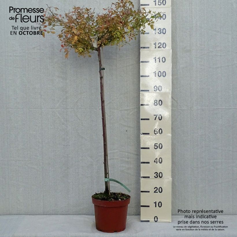 Spécimen de Rosier Tige The Fairy Pot de 7,5L/10L, Tige, Tige de 90/120 tel que livré en automne