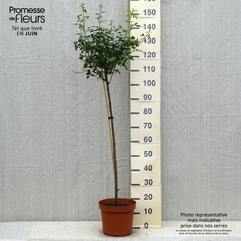 Spécimen de Rosier tige Toscana Pot de 4L/5L, Tige, Tige de 90/120 tel que livré en été