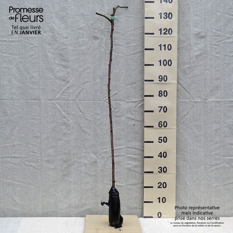 Spécimen de Rosier tige pleureur New Dawn Racines nues en motte, Tige de 90/120 tel que livré en hiver