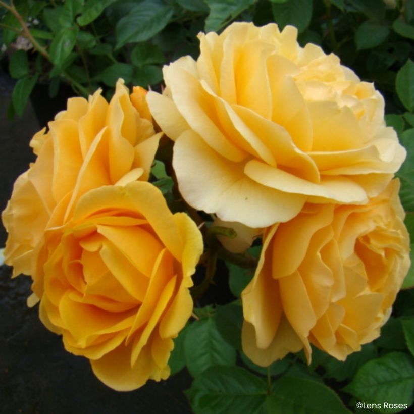 Rosier à fleurs groupées Absolutely Fabulous (Floraison)