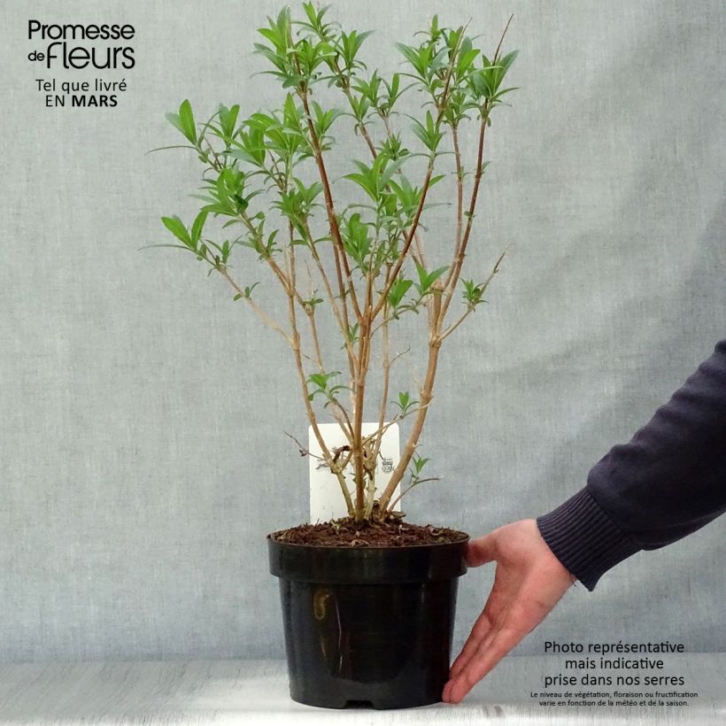 Spécimen de Rostrinucula dependens Happy Cascade - Menthe en arbre Pot de 3L/4L tel que livré au printemps