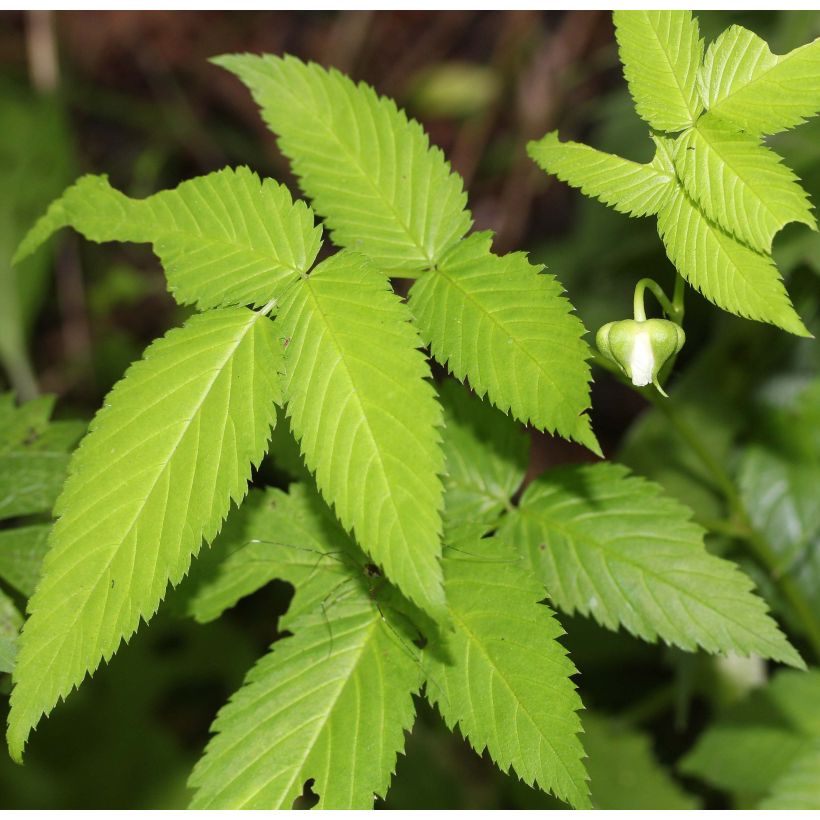 Rubus illecebrosus - Framboisier fraise japonais (Foliage)