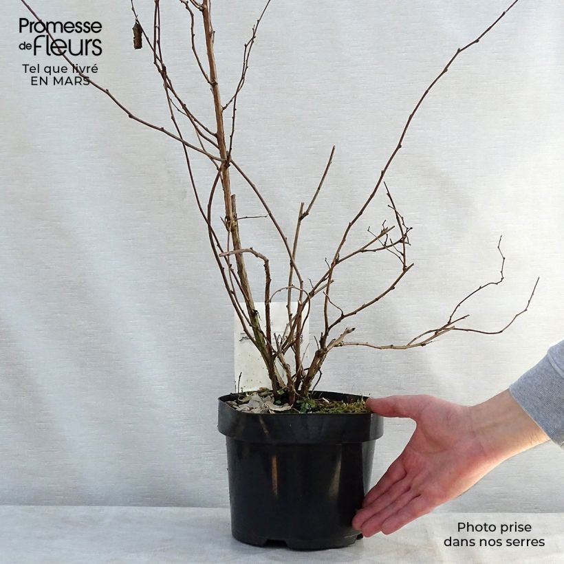 Spécimen de Rubus tridel Benenden - Ronce d'ornement. Pot de 3L/4L tel que livré au printemps