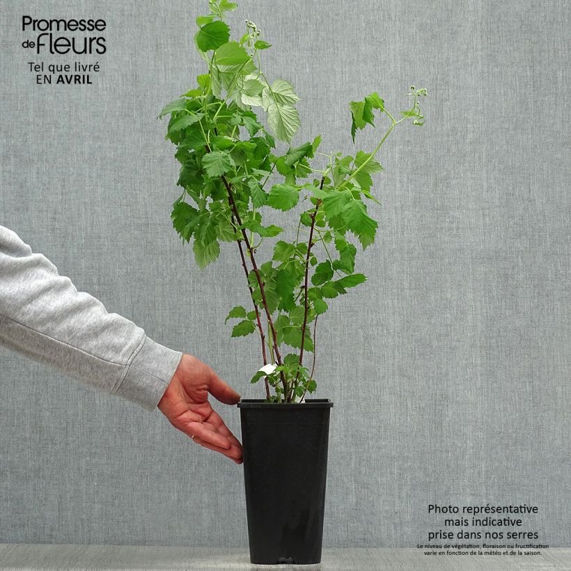 Spécimen de Framboisier Glen Coe Pot de 2L/3L tel que livré au printemps