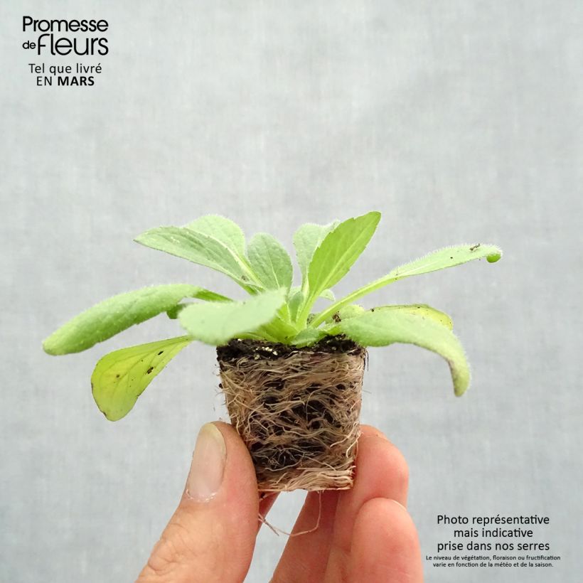 Spécimen de Rudbeckia annuel Goldilocks Mini-motte Ø 3/4 cm, Livré en plant vert de 5 à 10 cm de hauteur tel que livré au printemps