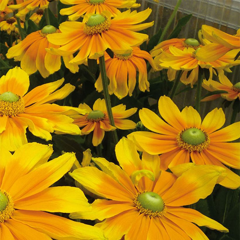 Rudbeckia annuel Prairie Sun (Flowering)