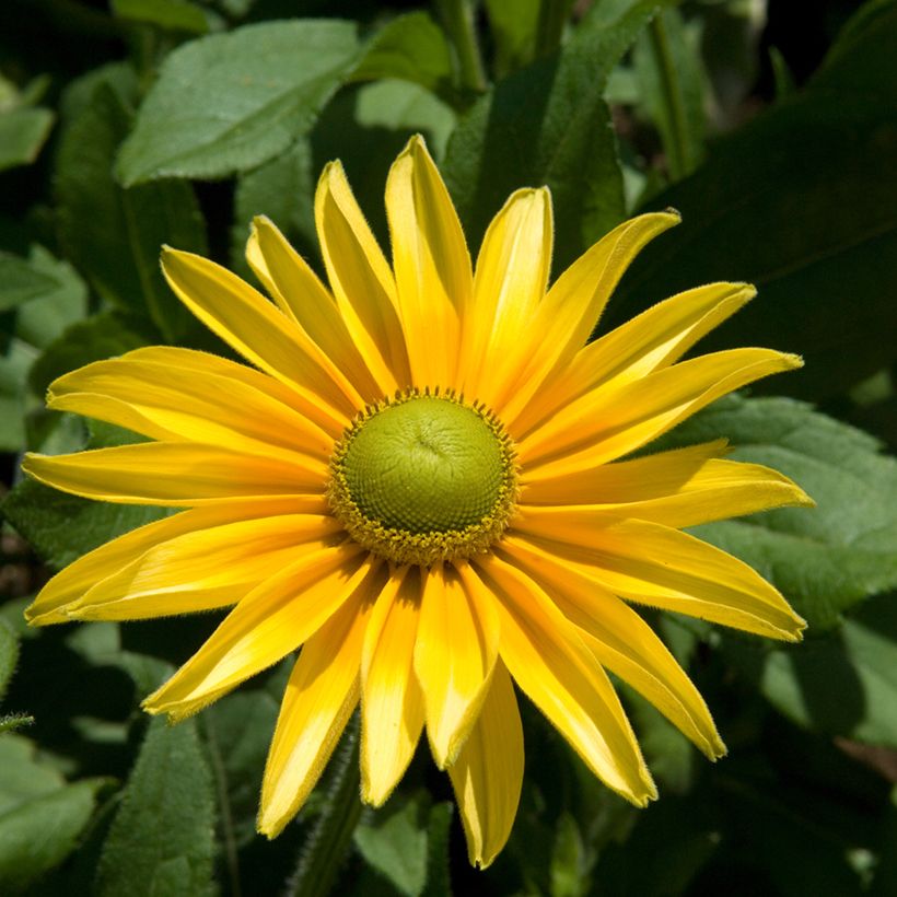 Rudbeckia annuel Prairie Sun (Plant habit)