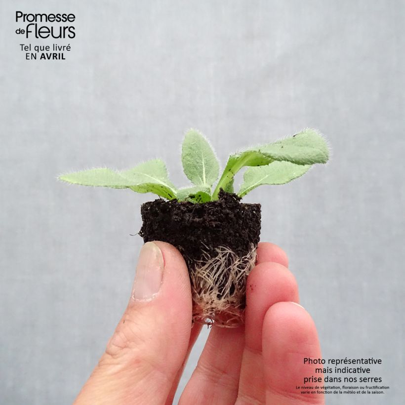 Spécimen de Rudbeckia annuel Sunbeckia Luna Mini-motte Ø 1,5/2,5 cm tel que livré au printemps