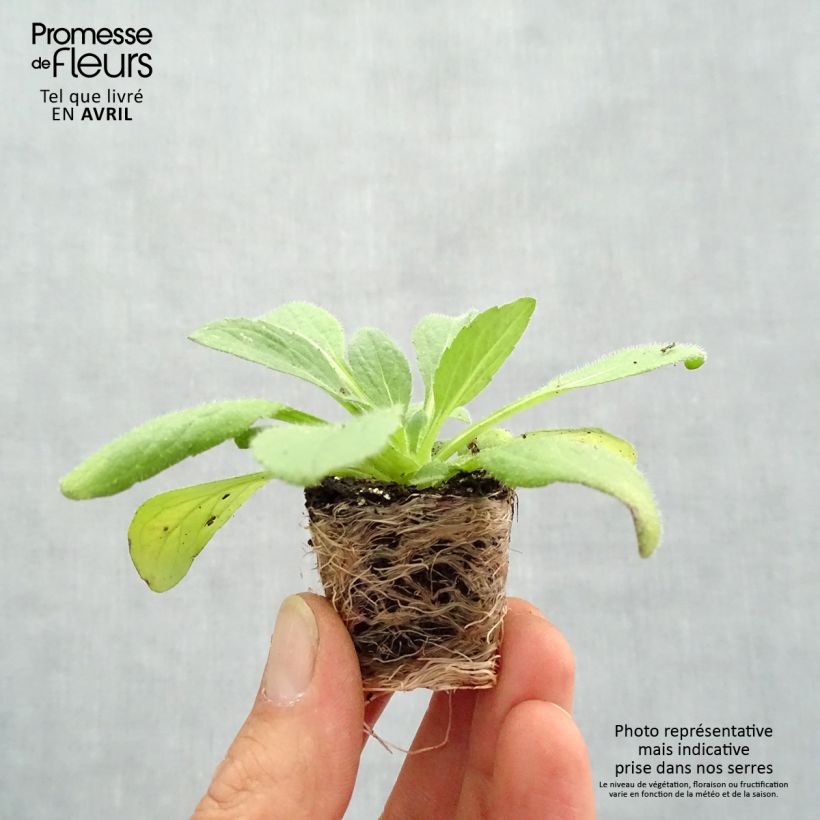 Spécimen de Rudbeckia annuel Sunbeckia Ophelia Mini-motte Ø 1,5/2,5 cm tel que livré au printemps